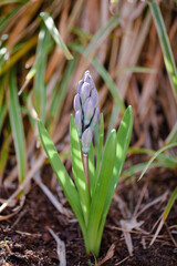 A hyacinth bulb stands tall with closed buds, surrounded by green leaves