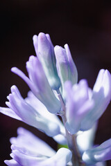 Fototapeta premium Captivating close-up of purple flowers focused on their unique petal structure