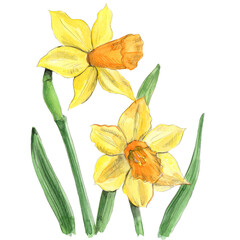 two daffodils in springtime © Somang