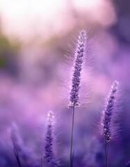 Obraz premium Blurry picture of flower grass in the garden in summer, soft and pastel color