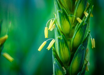 wheat flowering macro
