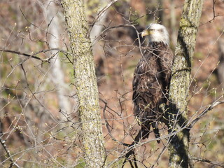 Bald Eagle in wooded tree2