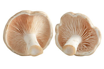 champignon mushrooms isolated on white background, with clipping path. PNG