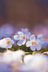 Colorful arrangement of white flowers with orange centers