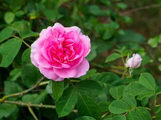 English rose