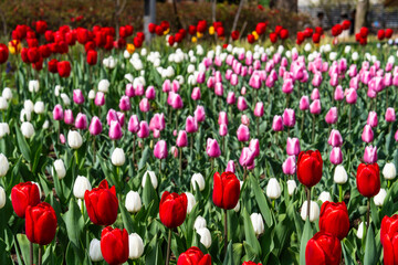 tulips in the garden