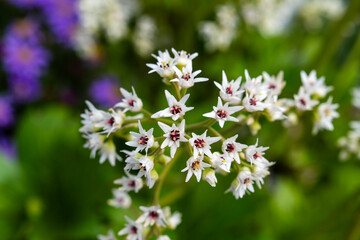 View of the foamflower in the garden