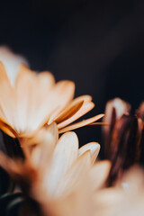 A close-up view of vibrant orange and white daisies in a garden