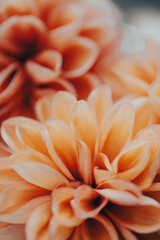 Soft orange flower petals unfold delicately, showcasing their unique textures and shapes.