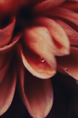 Soft orange flower petals unfold delicately, showcasing their unique textures and shapes.