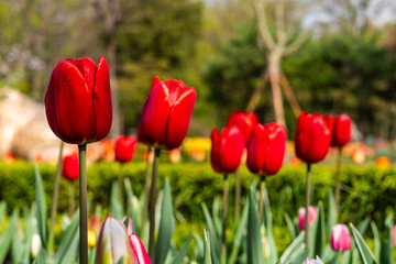 various tulips in the garden