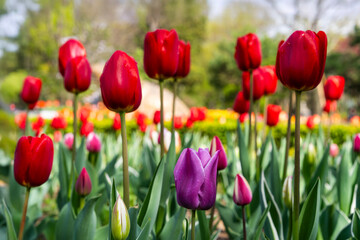 Obraz premium various tulips in the garden