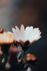 The vibrant orange flowers bloom in a garden
