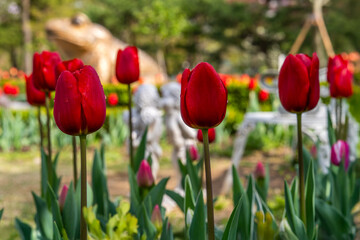 Obraz premium various tulips in the garden