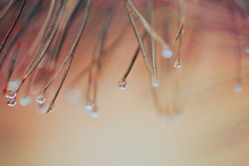 Tiny water droplets hang from the tips of slender plant fibers