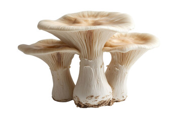 champignon mushrooms isolated on white background, with clipping path. PNG