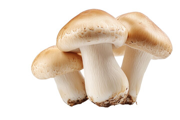 champignon mushrooms isolated on white background, with clipping path. PNG