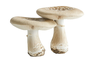 champignon mushrooms isolated on white background, with clipping path. PNG