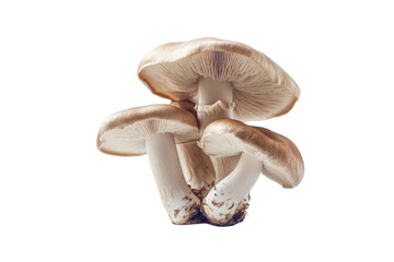 champignon mushrooms isolated on white background, with clipping path. PNG