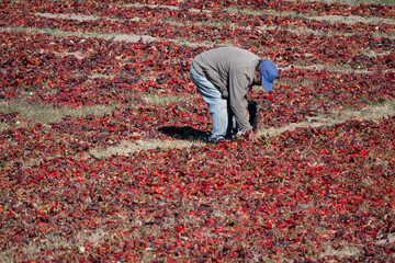 Sorting and cleaning red bell peppers drying in the sun in Cachi, Salta, Argentina