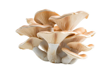 champignon mushrooms isolated on white background, with clipping path. PNG