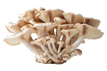 champignon mushrooms isolated on white background, with clipping path. PNG