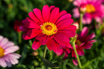 Obraz premium daisy flower in the garden