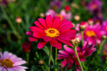 Fototapeta premium daisy flower in the garden
