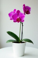 A vibrant pink orchid showcases its beauty within a simple white container , botanical, beauty, minimal