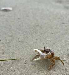 fiddler crab on the beach with major claw open
