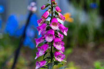 Foxglove flowers