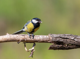 Great tit, Parus major. A bird sitting on a branch with prey, beautiful background