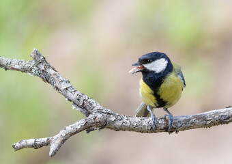 Great tit, Parus major. A bird sits on a beautiful branch with prey in its beak