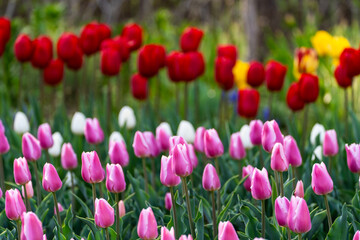 various tulips in the garden