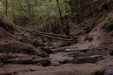 Sunset in the forest in a summer day