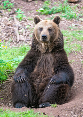 Eurasian brown bear (Ursus arctos arctos) is one of the most common subspecies of the brown bear, and is found in much of Eurasia. Wildlife scene of nature in Europe.
