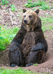 Eurasian brown bear (Ursus arctos arctos) is one of the most common subspecies of the brown bear,...