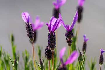 Close-up of the French Lavender flowers