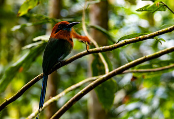 lilac breasted roller