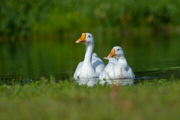 Two white domestic Goose or ducks are seen in the water of the pond