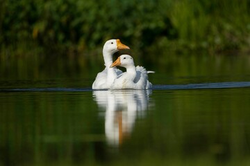 Two white domestic Goose or ducks are seen in the water of the pond.