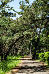 静岡県沼津市にあるの千本松原,
