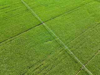 Aerial view of large water sprinkler system in a corn field. Equipment for industrial irrigation. Sustainable agriculture concept.