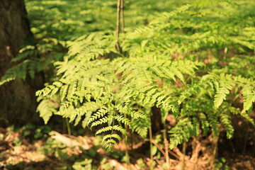 A close-up of intricate fern leaves in its natural woodland setting. Ukrainian Polissia, Chernihiv region.