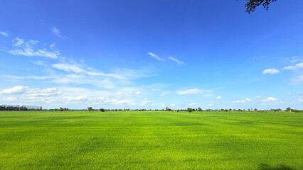 Green field of rice plant and blue sky. Summer in Thailand.