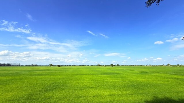 Green field of rice plant and blue sky. Summer in Thailand.