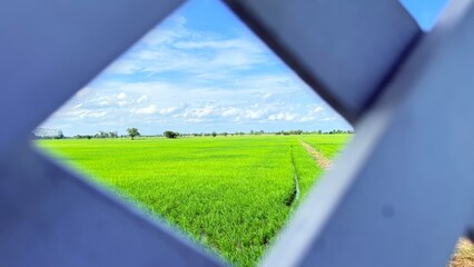 Window with Green field of rice plant and blue sky. Summer in Thailand.
