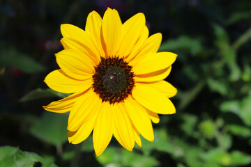 Obraz premium Bright Yellow Sunflower in Full Bloom on a Blurred Green Background, Close-Up Macro with Natural Daylight