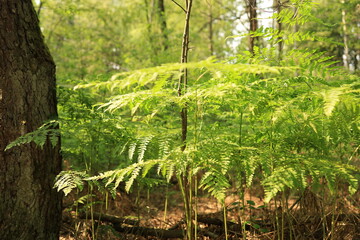 Lush fern plants thriving in their natural woodland habitat, deep in the Ukrainian Polissia, Chernihiv region.