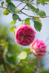 Belle rose de Damas.
